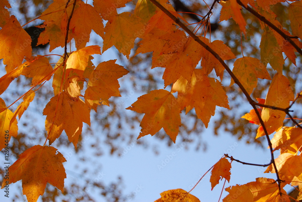 Amber autumn maple leaves in late afternoon sunlight Amber autumn maple leaves in late afternoon sunlight