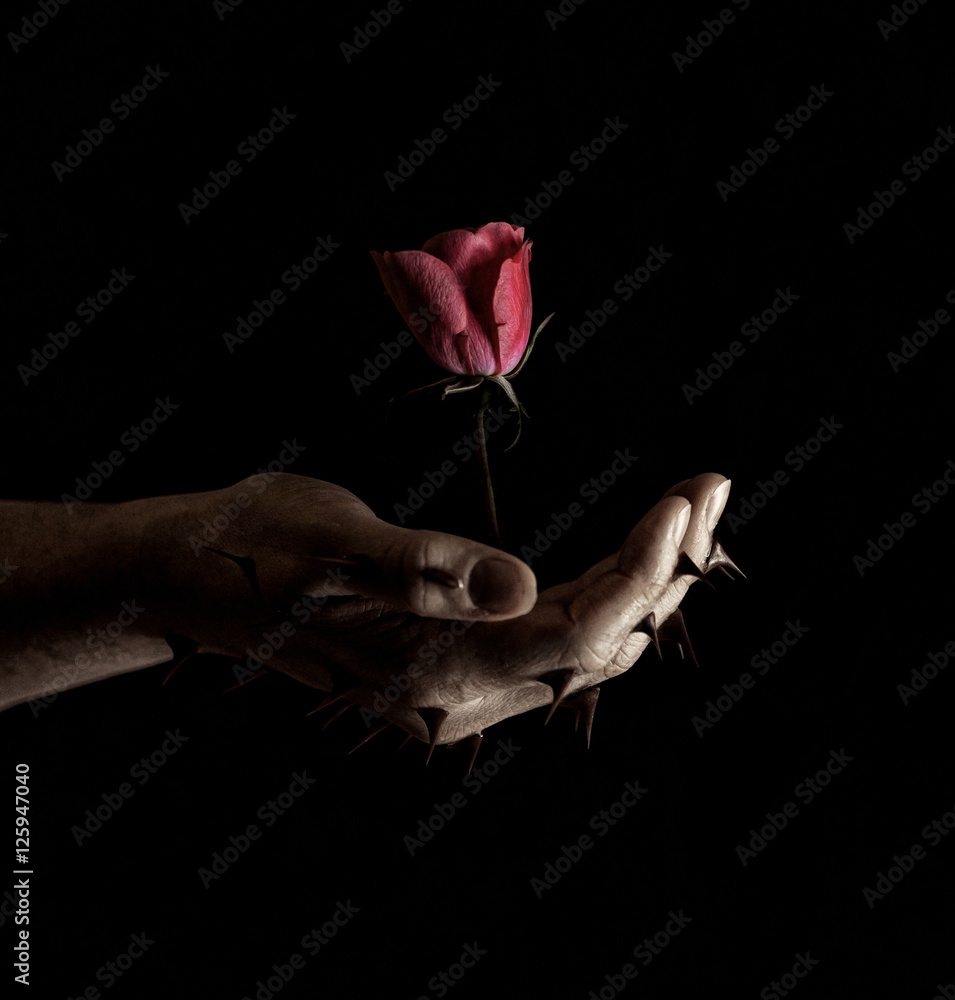 Fototapeta premium Rose from thorns