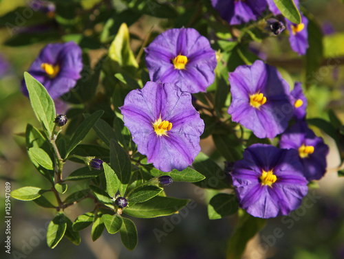 Solanum rantonnetii