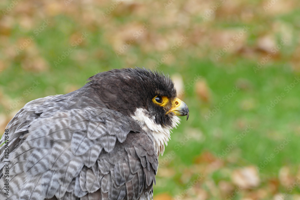 Peregrine falcon portrait