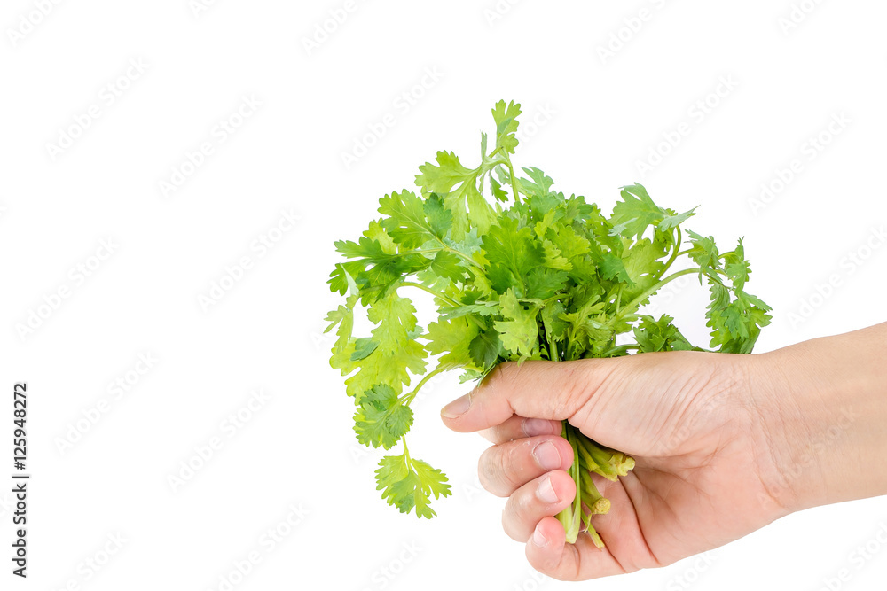 Hand holding vegetables isolated On a white background Hand holding vegetables isolated On a white background