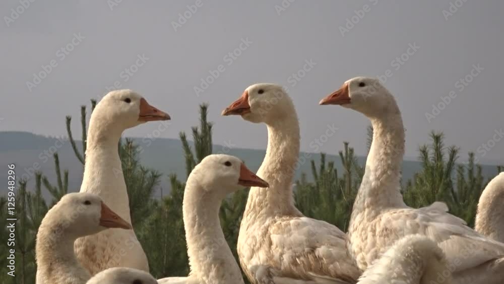 Geese at a meeting Geese at a meeting