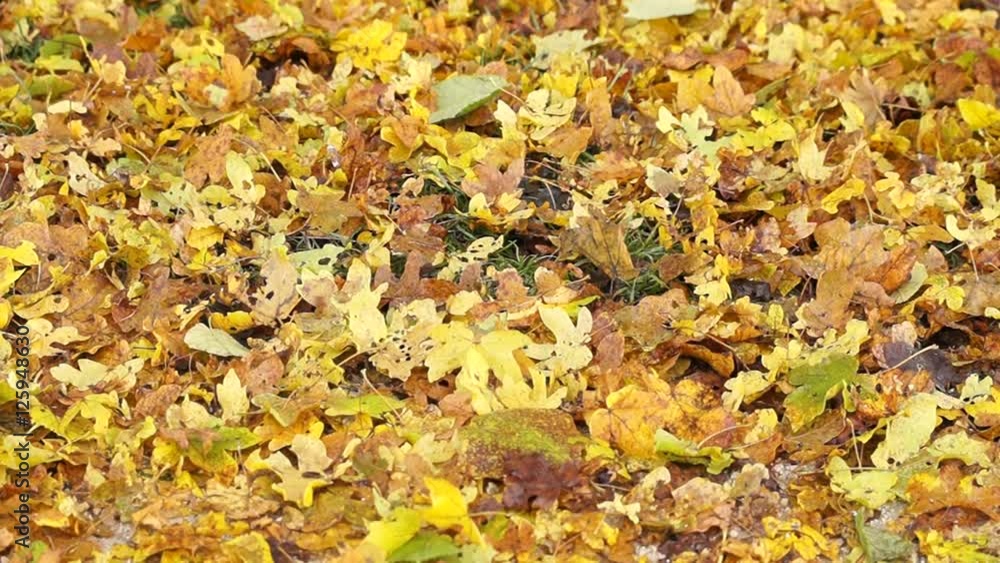 Fußgänger läuft durch Herbstblätter Fußgänger läuft durch Herbstblätter