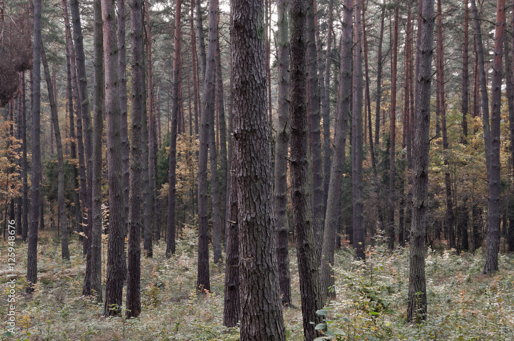 autumnal forest