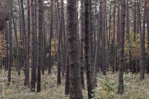 Fototapeta Naklejka Na Ścianę i Meble -  autumnal forest