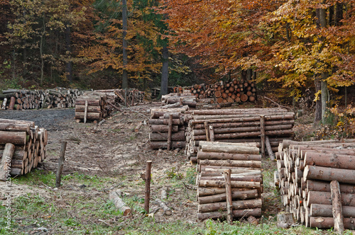 autumn forest-felling of trees