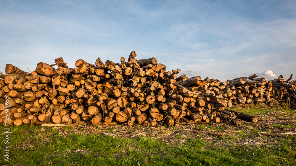 Holzlager mit alten Baumstämmen