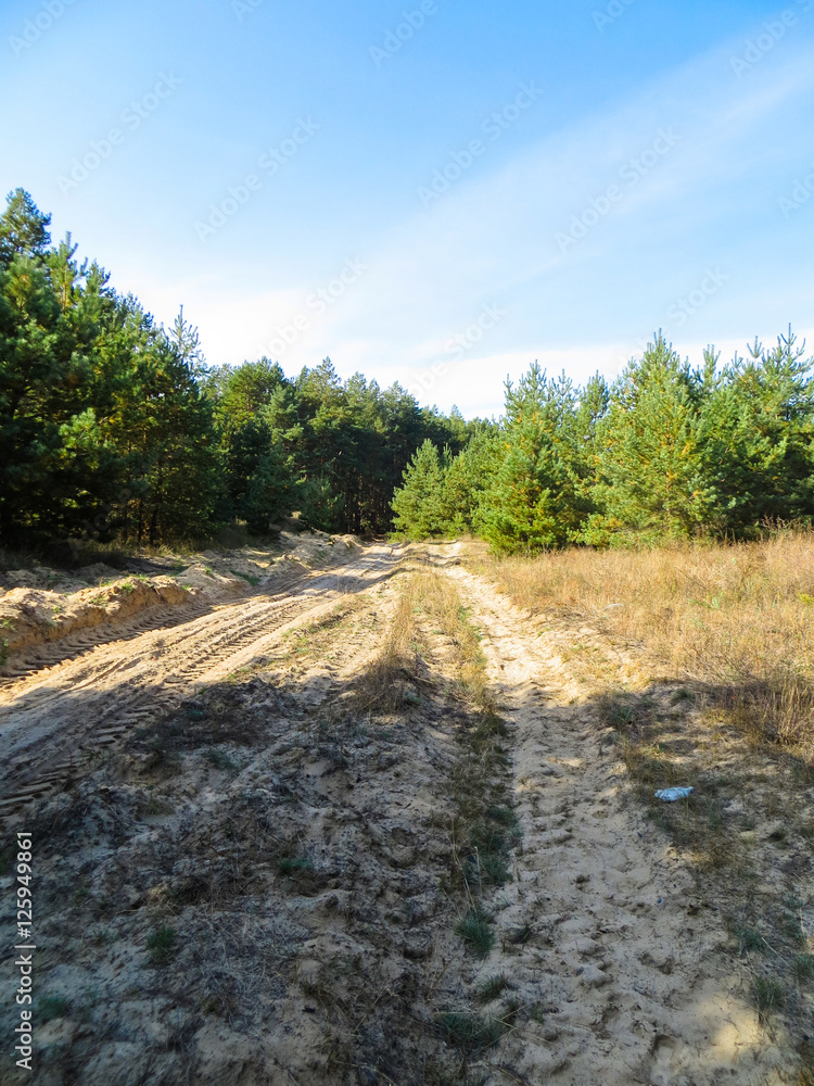 Road in a pine forest on autumn