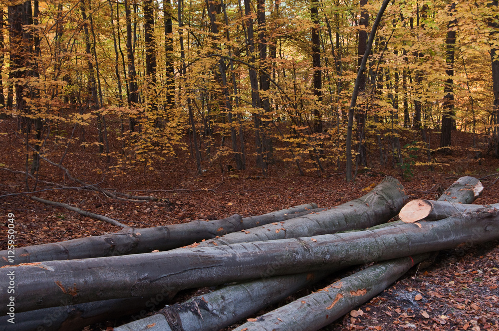 Fototapeta premium autumn forest-felling of trees