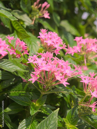 Fototapeta Naklejka Na Ścianę i Meble -  flowers