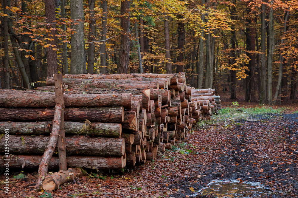 autumn forest-felling of trees - obrazy, fototapety, plakaty 
