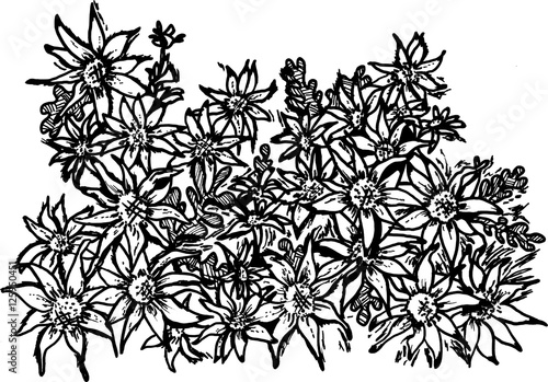Daisy line art mass of blooms. Small Flannel flowers.