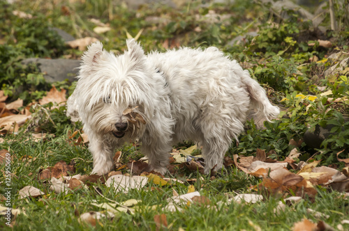 White scottish terrier closeup on fallen autumn leaves ground in park