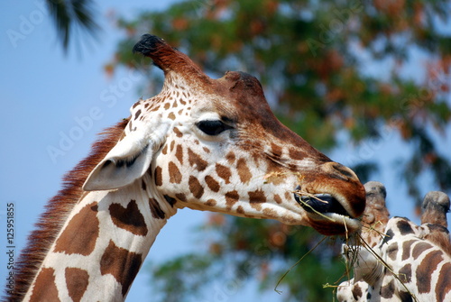 Safari park photo