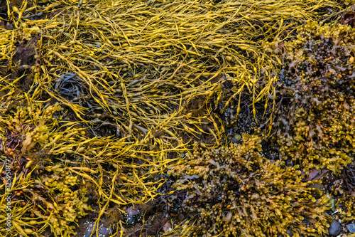 Yellow & brown seaweed