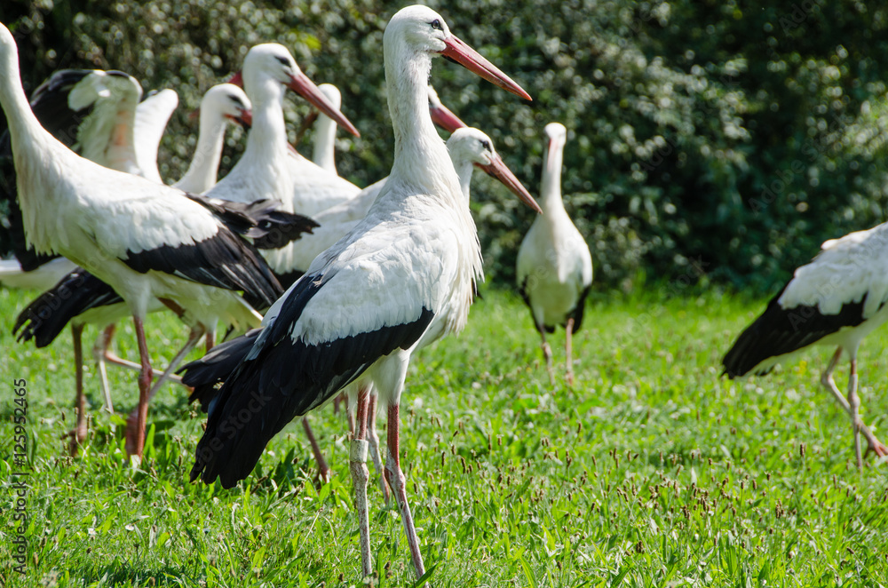 Obraz premium Störche