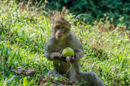 Berberaffe mit Apfel