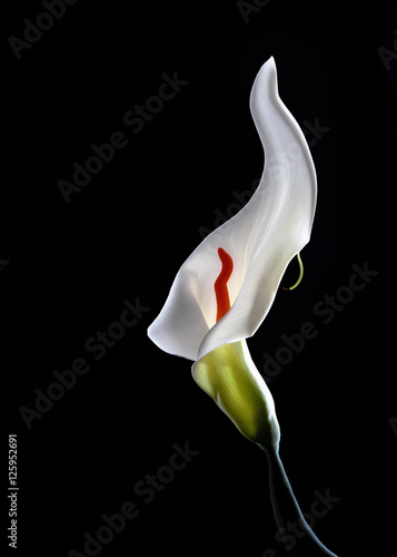 Fototapeta Naklejka Na Ścianę i Meble -  White calla lilies , over black background