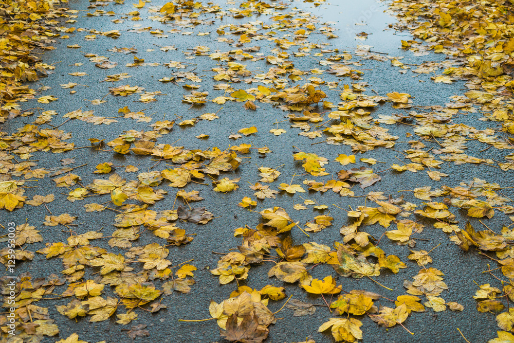 Fallen yellow autumn leaves on a wet road Fallen yellow autumn leaves on a wet road
