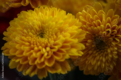 Yellow Chrysanthemum Pair
