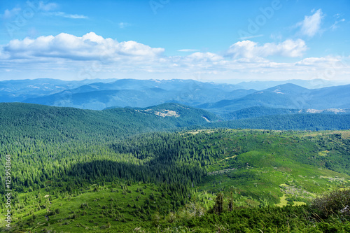 Carpathian Mountains, coniferous forest.