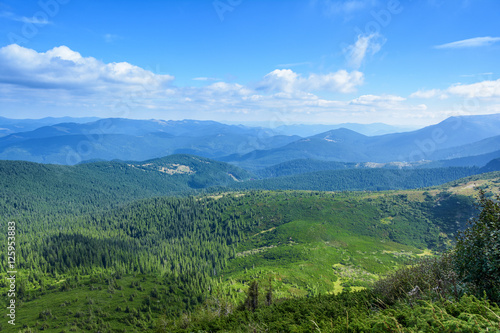 Fototapeta Naklejka Na Ścianę i Meble -  Carpathian Mountains, coniferous forest.