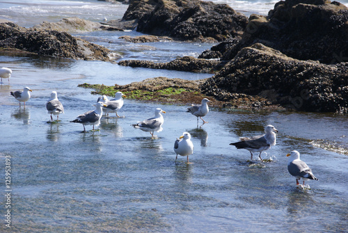 Flock of seagulls on beach photo