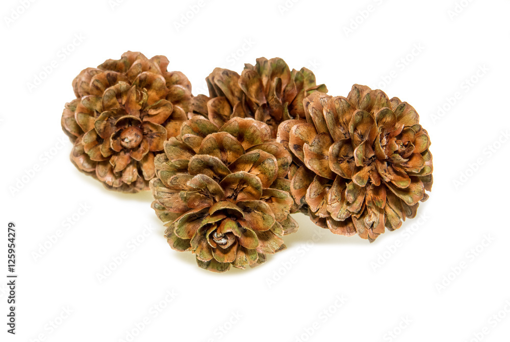 pine cones natural christmas decoration on white pine cones natural christmas decoration on white