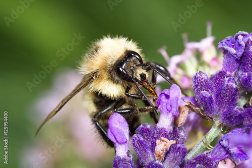 bumblebee feeding on lavender flowers © wollertz