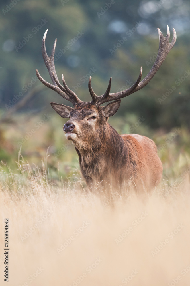 Red Deer, Deers, Cervus elaphus - Rut time. Red Deer, Deers, Cervus elaphus - Rut time.