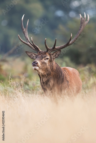 Red Deer  Deers  Cervus elaphus - Rut time.