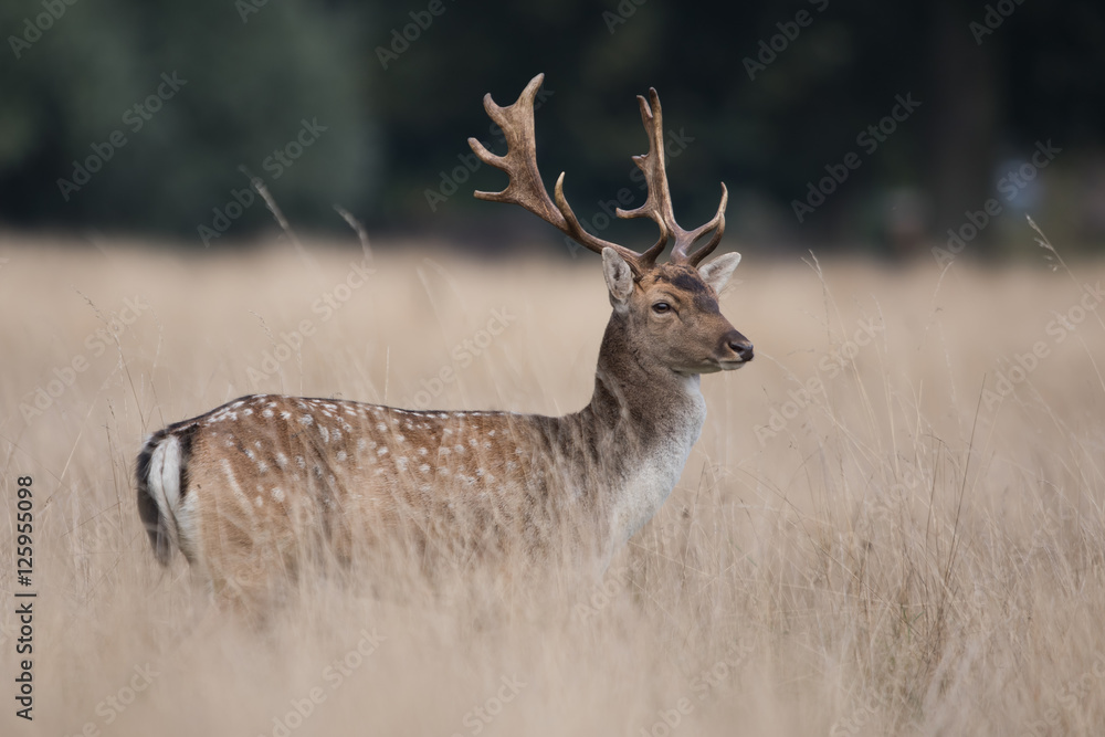 Obraz premium Fallow Deer, Deers, Dama dama