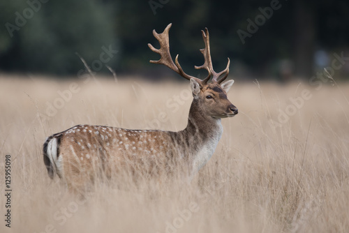 Fallow Deer, Deers, Dama dama photo