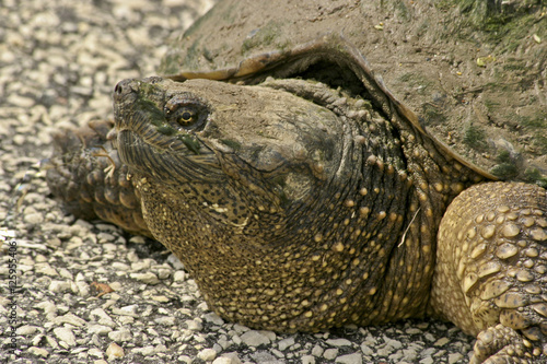 close up turtle head