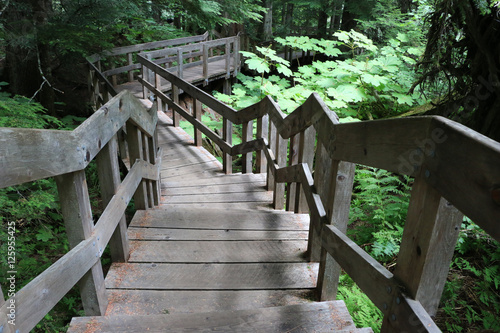 Cedar Forest  British Columbia  Canada 4