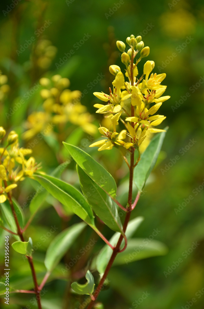 Thryallis are blooming with little golden flower Thryallis are blooming with little golden flower