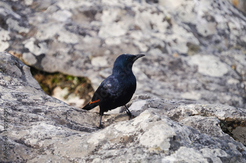 Dark blue bird at Table Mounatain,South Africa