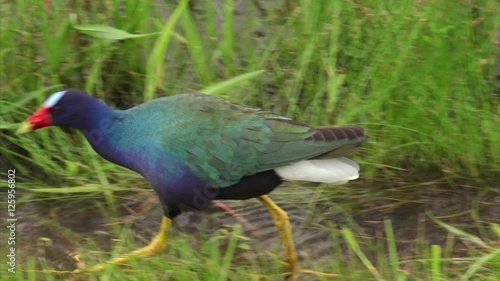 Colorful bird known as a Purple Gallinule (Porphyrio martinicus) foraging in a marsh at Sabine National Wildlife Refuge in Louisiana  photo