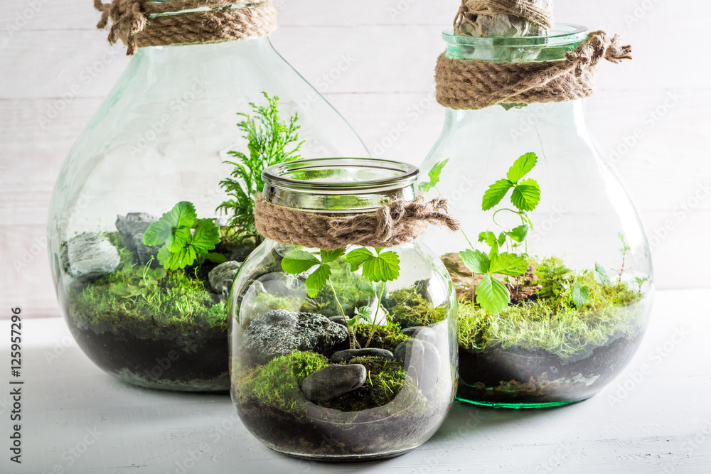Small jar with live forest, save the earth concept Small jar with live forest, save the earth concept