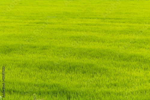 新緑の稲の風景 Rice field of Japan