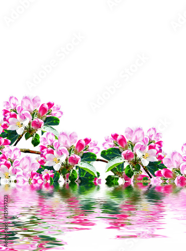 Flowering branch of apple isolated on a white background. Spring