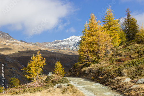 Hiking in high mountain. Autumn colors in the morning. Larch trees change colors and lose leaves. Ayas valley, Aosta Italy