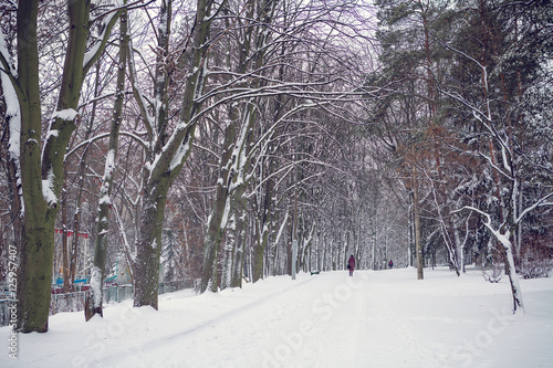 White winter in the park