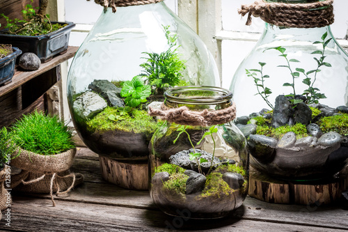 Foto Beautiful jar with live forest with self ecosystem