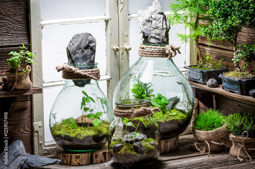 Small jar with live forest as new life concept photo