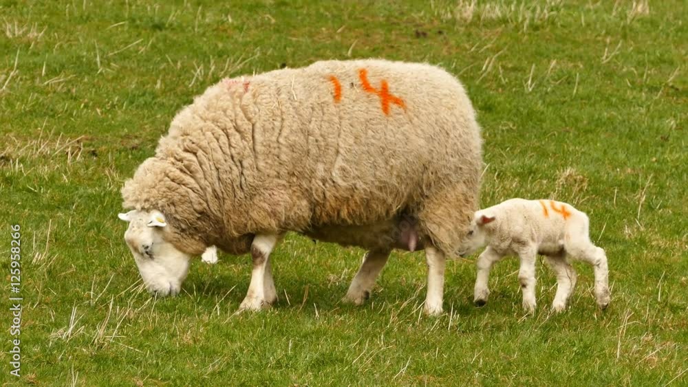 4K Video of Cute sheep family walking around at highland, Scotland 4K Video of Cute sheep family walking around at highland, Scotland