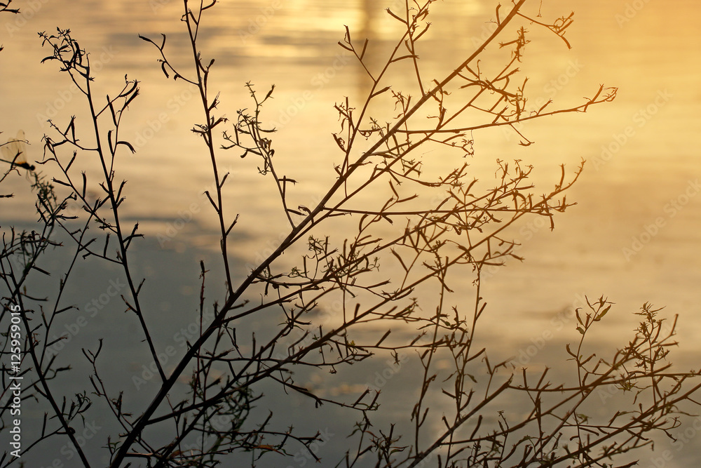 abstract background grass branches with water reflection of sunset abstract background grass branches with water reflection of sunset