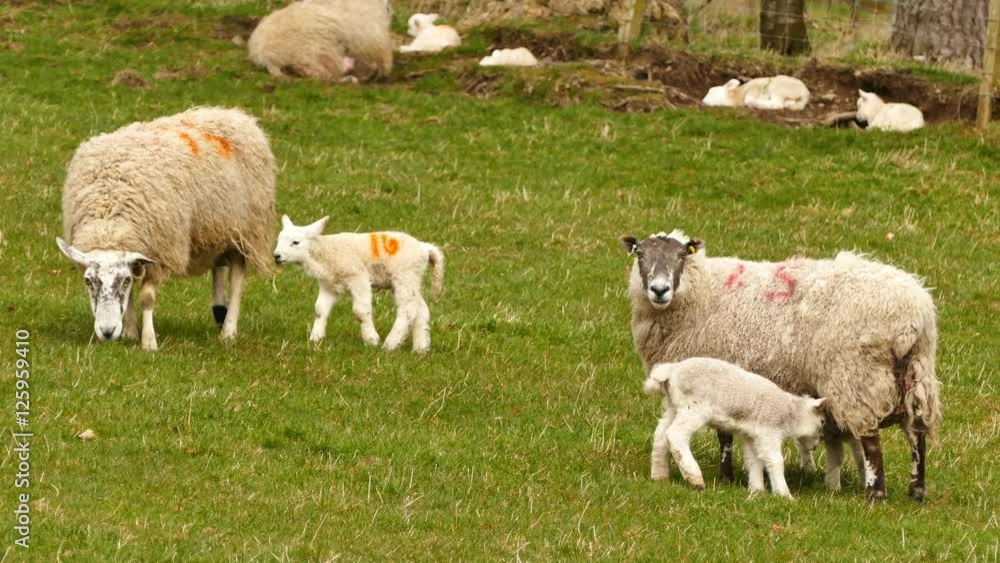 4K Video of Cute sheep family walking around at highland, Scotland 4K Video of Cute sheep family walking around at highland, Scotland
