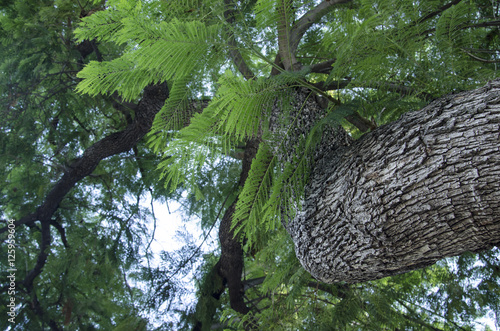 Tree Trunk and Branches