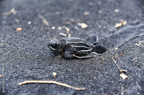 Valokuva Leatherback Sea Turtle hatchling in Dominica
